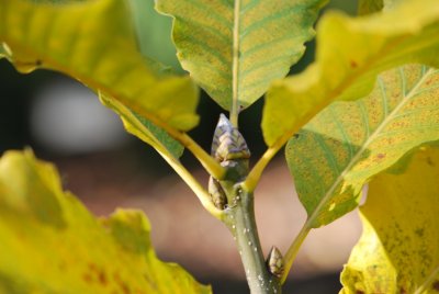 Quercus pontica - dub černomořský - terminální pupen
